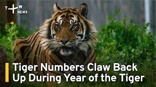 Tiger Numbers Claw Back Up During Year of the Tiger | TaiwanPlus News