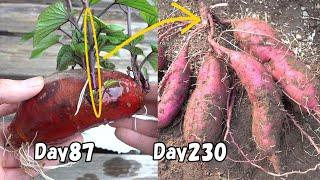 How to regrow sweet potato from store-bought sweet potato