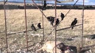 Crow Trap (CAUGHT CROWS)