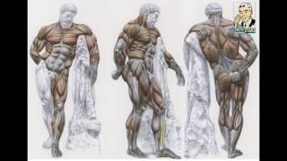 How to Sculpt Ecorche Hercules - Part 58 Left Trapezius Muscle