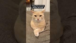 Royal grump Waffles #cats #shorts