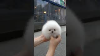 how much cute #teacup #pomeranian#road#little#maymoo#maymoo#maymoo#maymoo