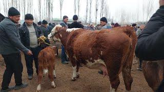 Tergachi mol bozori sigirlar narhlari bilan tanishing 7.03.2025yil