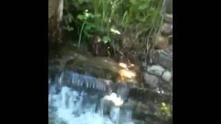 Stream report June 7
