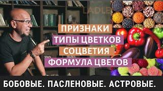 Семейство Бобовые. Паслёновые. Астровые. Биология 6 класс. Двудольные и Покрытосеменные растения ЕГЭ