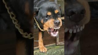 Angry dog barking Compilation #angrypets #cuteanimal #pets #angrypuppy #cutepet #angrydog #pitbull