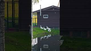 Angel Valley Farm geese.