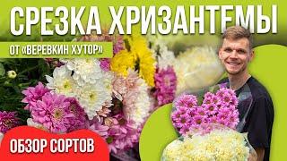 Срезка хризантемы. 10 сортов на выбор. Обзор сортов в теплице.