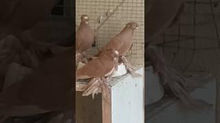 #uzbekistan #russia #qirgizston #turkestan #pigeon #tauben #golubi #golub #kabootar #qushlar #reels