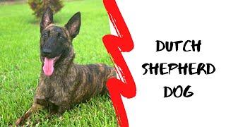 Dutch Shepherd Dog with Amazing Obedience