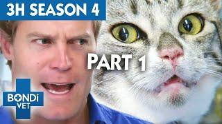 3 Hours of Full Episodes - Bondi Vet Complete Season 4 Part 1 | Bondi Vet Compilation