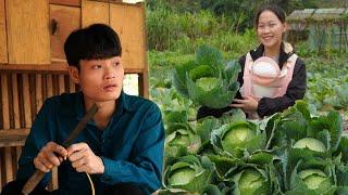 Harvesting cabbage for sale, Hien takes care of pigs on the farm