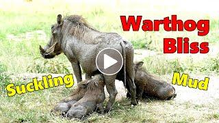 Warthog Piglet Bliss - Suckling After Mud Bath