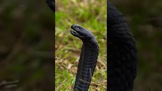ब्लैक कोबरा || black cobra || #shorts #snake #viral #trending