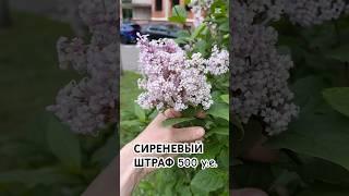  500 БАКСОВ ЗА ВЕТКУ СЕРЕНИ! 🫢