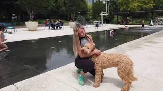 10 Month Old Goldendoodle | Best Doodle Dog Training | Off Leash K9 | Board and Train | Oklahoma