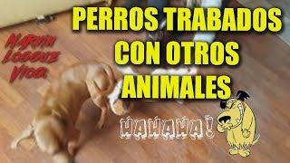 Perros trabados con otros animales, video  gracioso