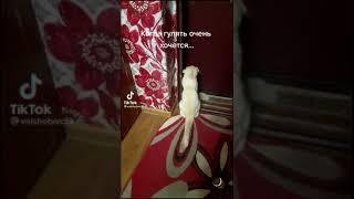 Открой дверь! Говорящий кот! #смешноевидео #говорящийкот