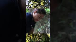 Survival in forest #tent #bushcraft #shelter #building #primitive #camping #diy #design #viral #tent