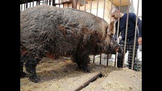 Дикий кабан монстр Фунтик. Огромный секач Tame a wild boar