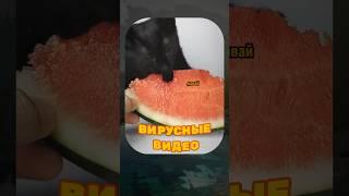 ВИРУСНЫЕ ВИДЕО / Безумные еноты 