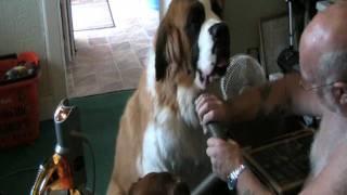 HOW TO GROOM YOUR ST. BERNARD USING A VACUUM CLEANER