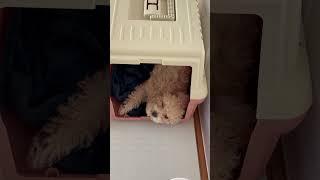 ㅁㅐㅎㅗㅏ졸리다웅냥냥냥
