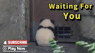 Panda Babies Are Hiding Behind The Door To Surprise You | iPanda