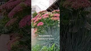 Очиток видный