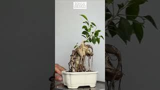 Ficus Ginseng | Ficus Microcarpa | Removing Grafted Portion | 1Min of Less