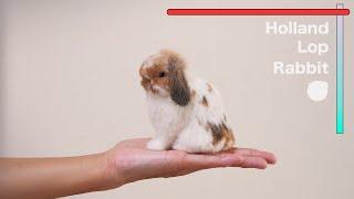 Make a Holland Lop Rabbit/needlefelting