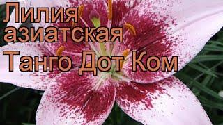 Лилия азиатская Танго Дот Ком  обзор: как сажать, луковицы лилии Танго Дот Ком