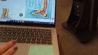 2023-09-21 hsiu Chang pt. Saco Bay physical therapy feet muscle 1. ankle pain flat feet