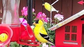LIVE - Ontario Bird Feeders - 2025-06-08