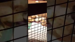 цыплята Амераукана пятидневные.