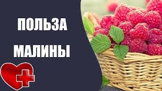 МАЛИНА - польза и вред для здоровья