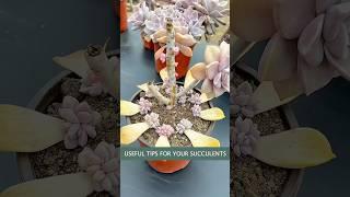 Beginner’s succulent care: How to propagate succulent plants