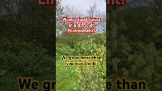 Do you want to grow a variety of trees? #trees #garden #foodforest