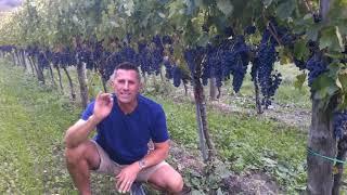 Developing Grapes in Campania's Vineyards - Know Wine In No Time