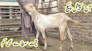 special package makhi chene 8 bakron ki laat | gillani goat farm |