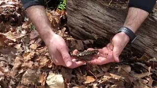 SaminalPlanet Species Profile: Spotted Salamander (Ambystoma maculatum)