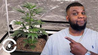 1st 5 Weeks of Veg + Topping, Top Dressing, & Turning on Autopots - Spider Grow: S9 EP3