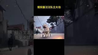 现实版汪汪队立大功#萌宠