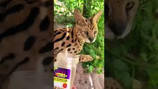 Wild Animals React to Catnip! FUNNY