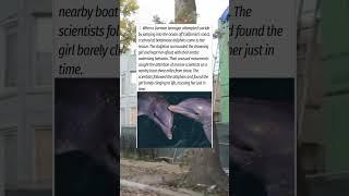 The Dolphins Who Saved a Suicidal Girl Three Miles from Shore