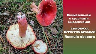 Внимательней с красными сыроежками! Сыроежка пурпурно-красная  - Russula obscura