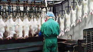 Modern Rabbit Farming and Harvest Technology - Rabbit meat processing in Factory - Rabbit Industry