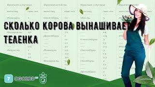 Сколько корова вынашивает теленка