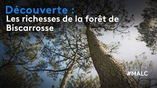 Découverte : les richesses de la forêt de Biscarrosse