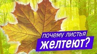 Почему ЖЕЛТЕЮТ листья?